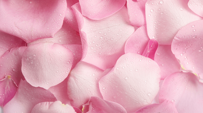 생기 있게 반짝이는 핑크 로즈 사진