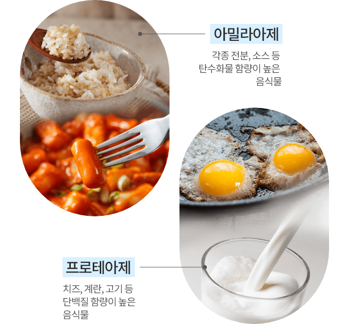 아밀라아제 - 각종 전분,소스 등 탄수화물 함량이 높은 음식물 / 프로테아제 - 치즈, 계란, 고기 등 단백질 함량이 높은 음식물 표현 이미지