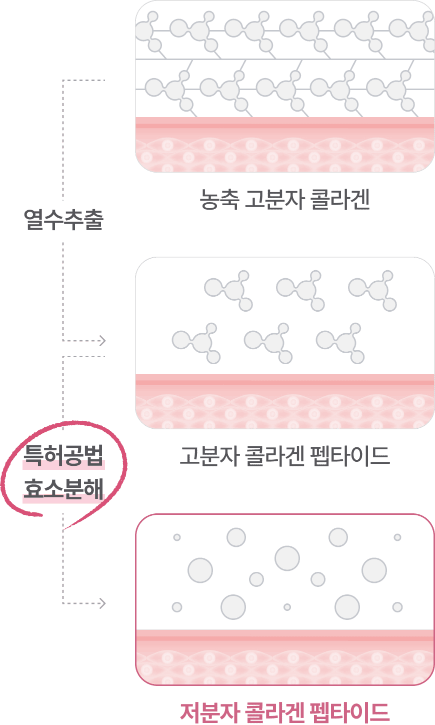열수추출 : 농축 고분자 콜라겐 -> 고분자 콜라겐 펩타이드 / 특허공법 효소분해 : 고분자 콜라겐 펩타이드 -> 저분자 콜라겐 펩타이드
