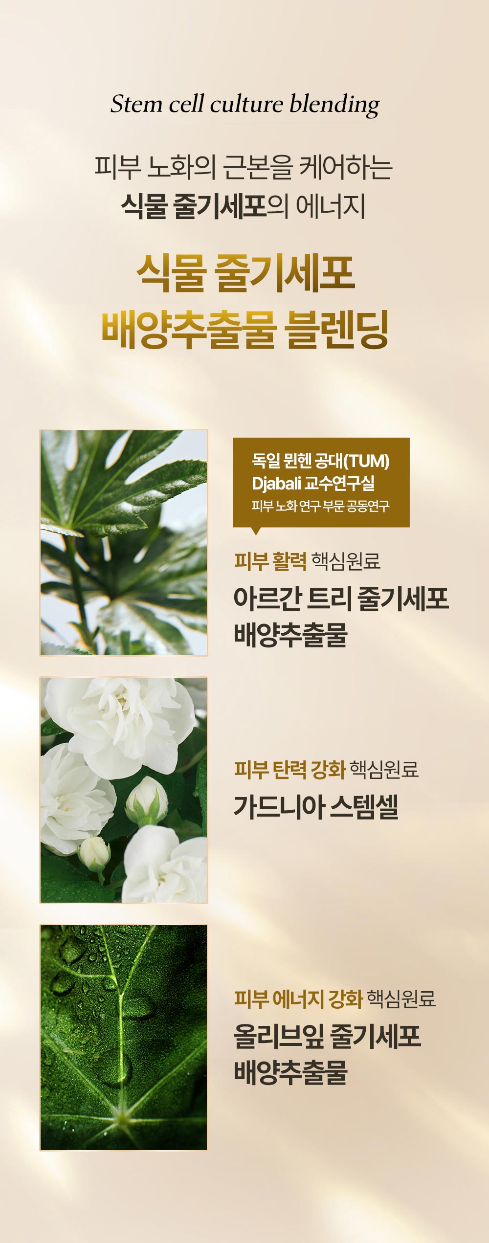 피부 노화의 근본을 케어하는 식물 줄기세포의 에너지 식물 줄기세포 배양추출물 블렌딩